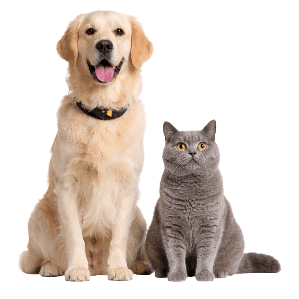 International pet relocation support