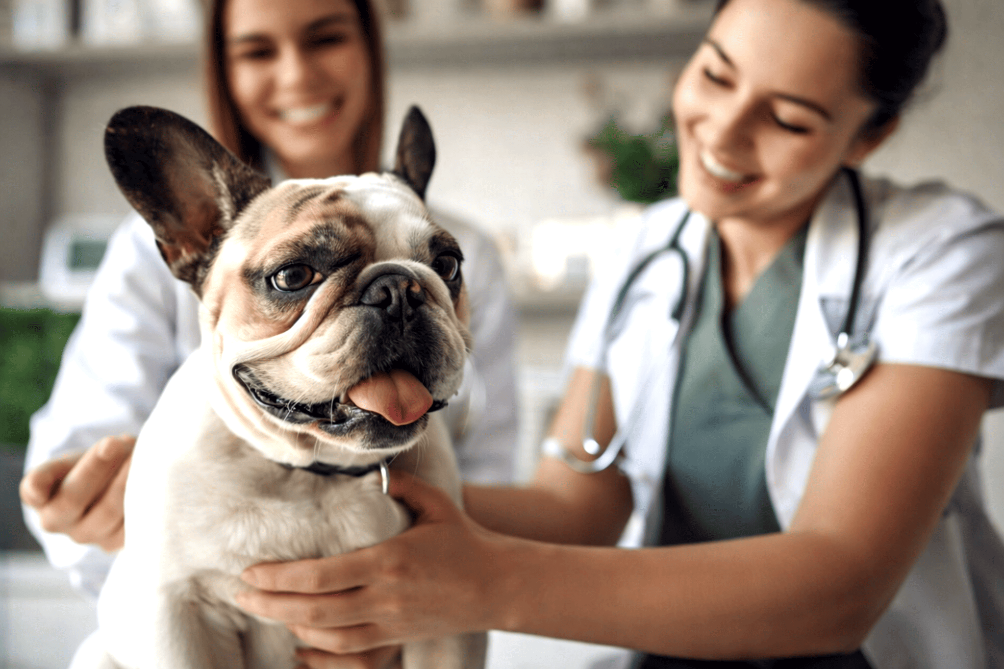 Pet clinic support