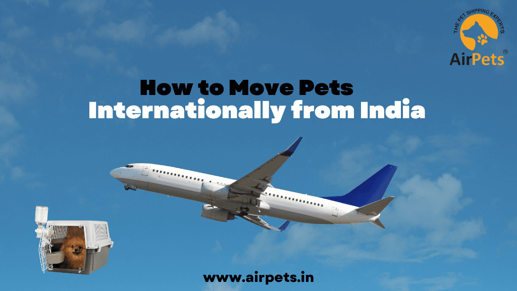 How to Move Pets Internationally from India