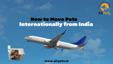 How to Move Pets Internationally from India