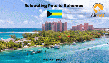 Relocating Pets to Bahamas