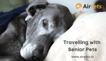 Travelling with Senior Pets