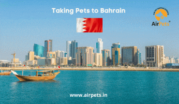 Taking Pets to Bahrain