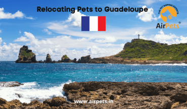 Relocating Pets to Guadeloupe