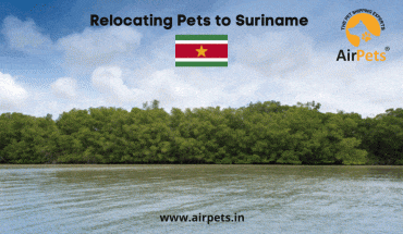 Relocating Pets to Suriname 