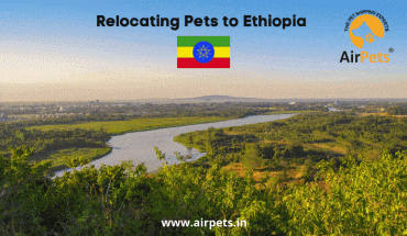 Relocating Pets to Ethiopia