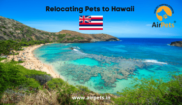 Relocating Pets to Hawaii