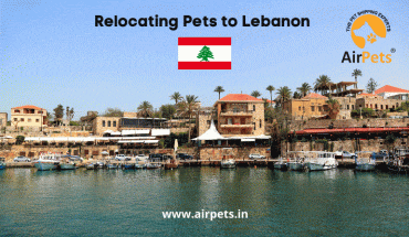 Relocating Pets to Lebanon