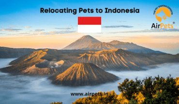 Relocating Pets to Indonesia