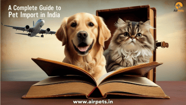 A Complete Guide to Pet Import in India