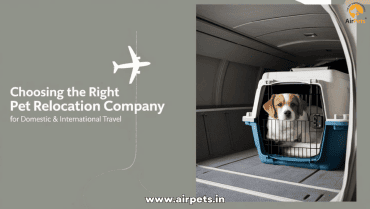 Choosing the Right Pet Relocation Company for Domestic & International Travel
