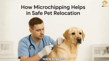 How Microchipping Helps in Safe Pet Relocation