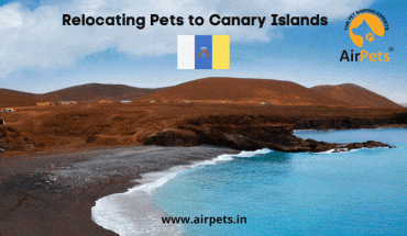 Relocating Pets to Canary Islands
