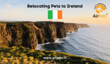 Relocating Pets to Ireland