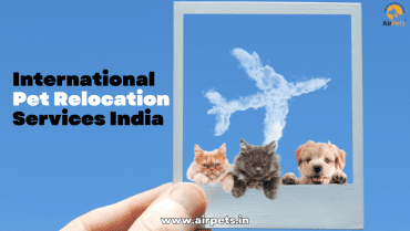 International Pet Relocation Services India