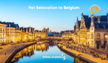 Pet Relocation to Belgium