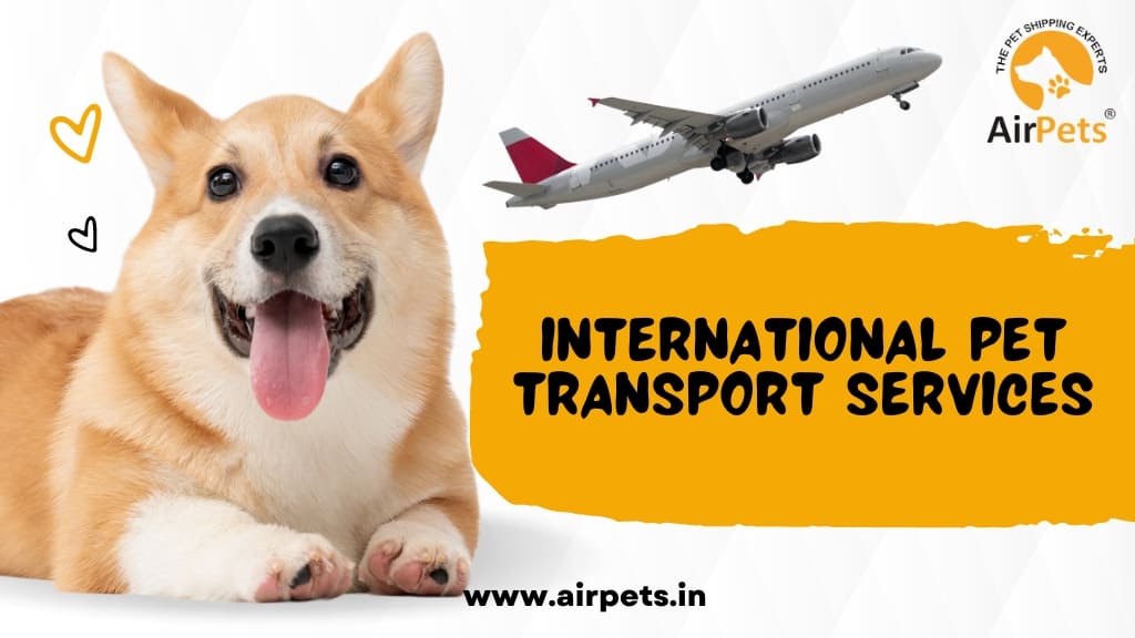 International Pet Transport Services