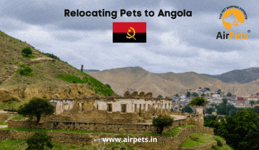 Relocating Pets to Angola 
