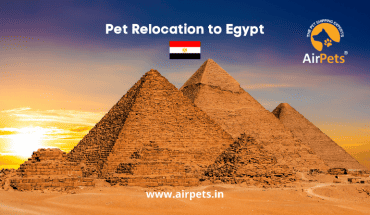 Pet Relocation to Egypt 