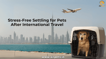 Stress-Free Settling for Pets After International Travel