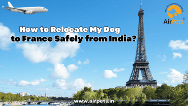 How to Relocate My Dog to France Safely from India?