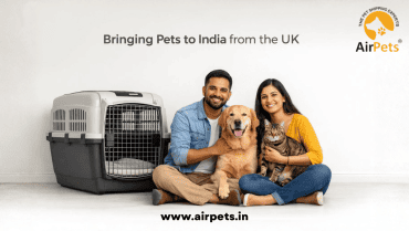 Bringing Pets to India from the UK