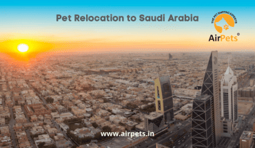 Pet Relocation to Saudi Arabia