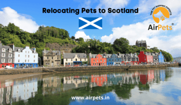 Relocating Pets to Scotland