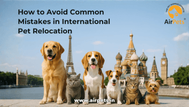 How to Avoid Common Mistakes in International Pet Relocation