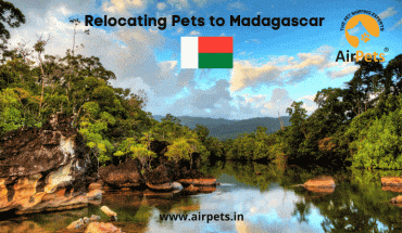 Relocating Pets to Madagascar