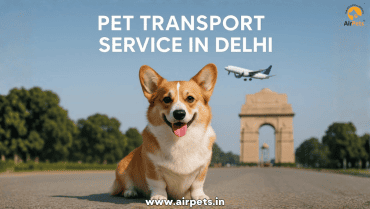 Pet Transport Service in Delhi