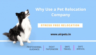 Why use a Pet Relocation Company?