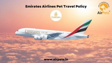 Emirates Airlines Pet Travel Policy
