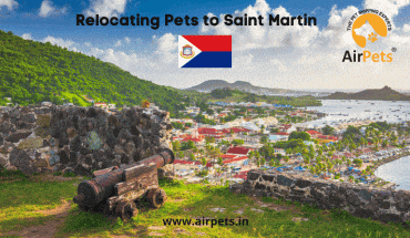 Relocating Pets to Saint Martin