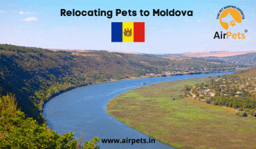 Relocating Pets to Moldova