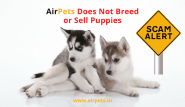Beware of Puppy Scams