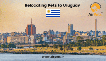 Relocating Pets to Uruguay