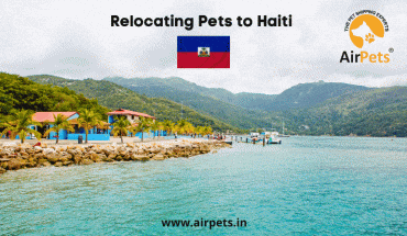 Relocating Pets to Haiti