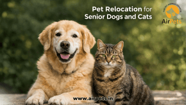 Pet Relocation for Senior Dogs and Cats