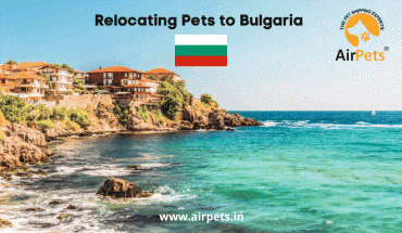 Relocating Pets to Bulgaria 