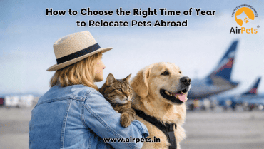 How to Choose the Right Time of Year to Relocate Pets Abroad