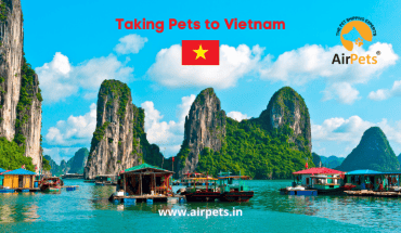 Taking Pets to Vietnam