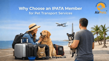 Why Choose an IPATA Member for Pet Transport Services