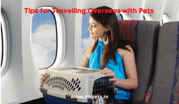 Tips for Travelling Overseas with Pets