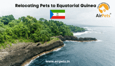 Relocating Pets to Equatorial Guinea
