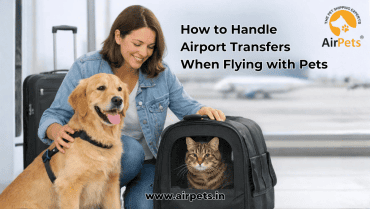 How to Handle Airport Transfers When Flying with Pets