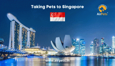 Taking Pets to Singapore