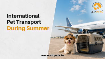 International Pet Transport During Summer