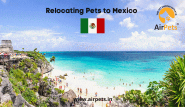 Relocating Pets to Mexico