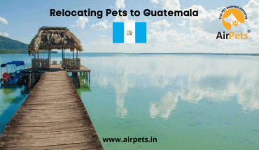 Relocating Pets to Guatemala
